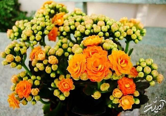 پرورش گیاه کالانچوئه گیاه کالانکوئه